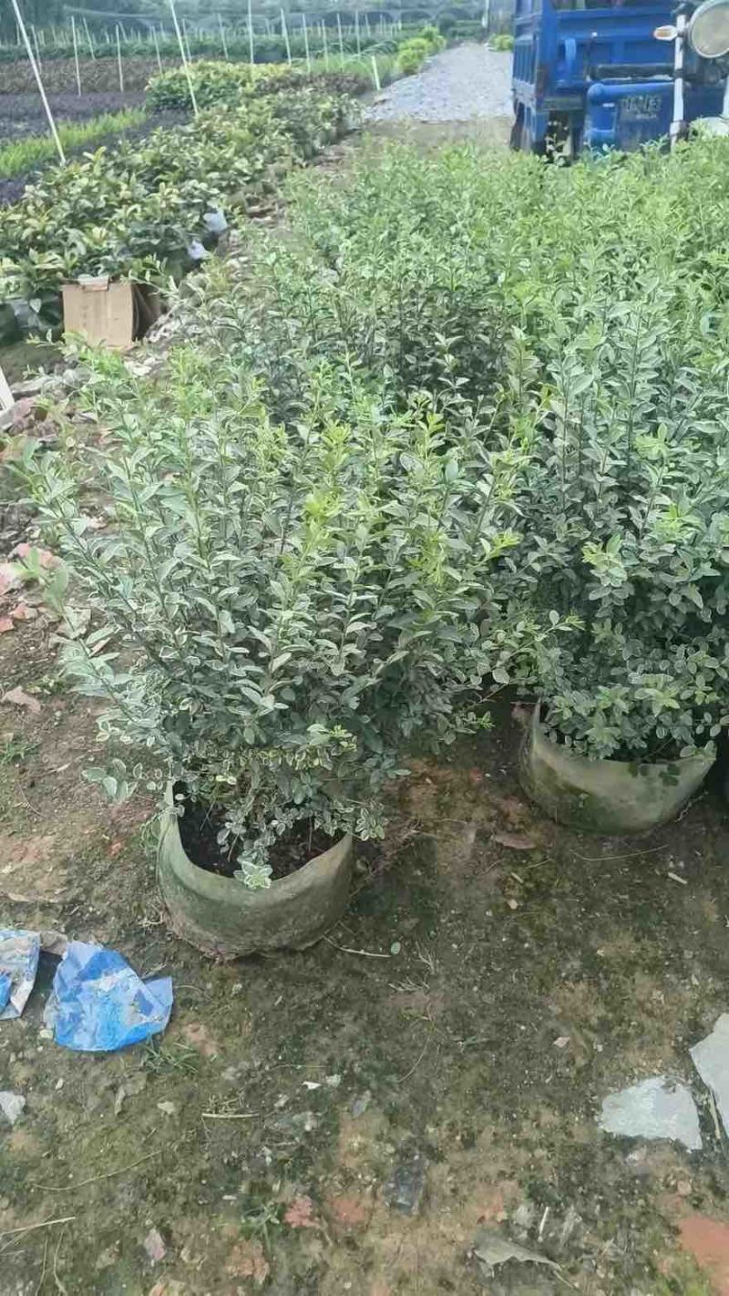 花叶女贞20-150高，基地直销，一手货源，大量低价出售