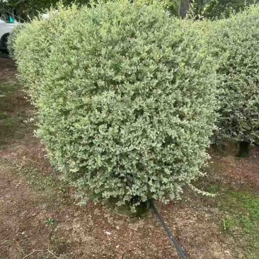 花叶女贞球50-150高，基地直销，一手货源，大量低价出售
