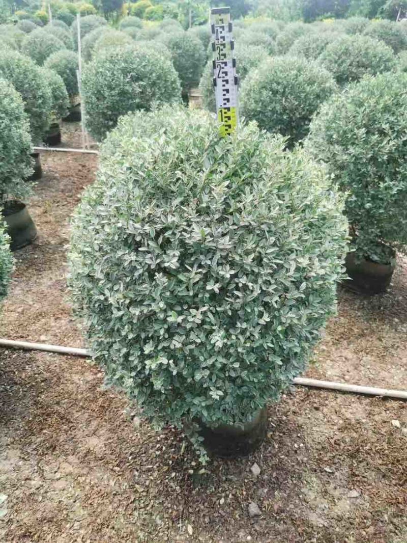 花叶女贞球50-150高，基地直销，一手货源，大量低价出售