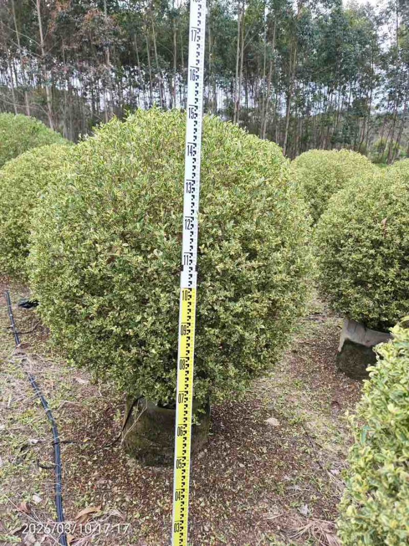 花叶女贞球50-150高，基地直销，一手货源，大量低价出售