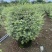 花叶女贞球50-150高，基地直销，一手货源，大量低价出售