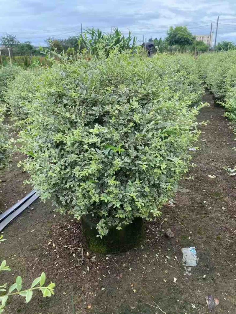 花叶女贞球50-150高，基地直销，一手货源，大量低价出售