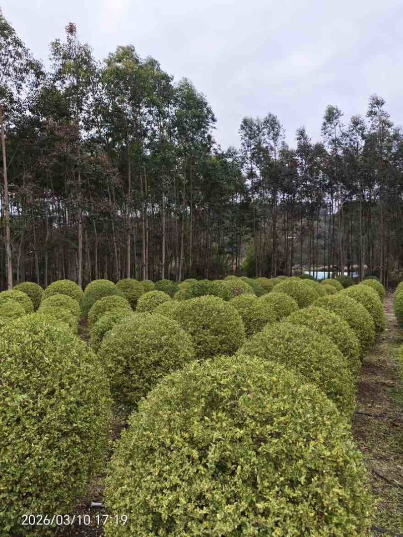 花叶女贞球50-150高，基地直销，一手货源，大量低价出售