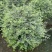 花叶女贞球50-150高，基地直销，一手货源，大量低价出售