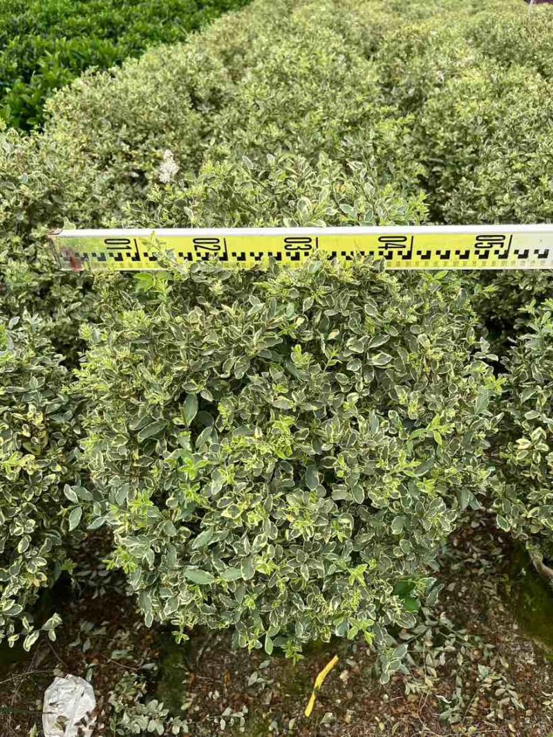 花叶女贞球50-150高，基地直销，一手货源，大量低价出售