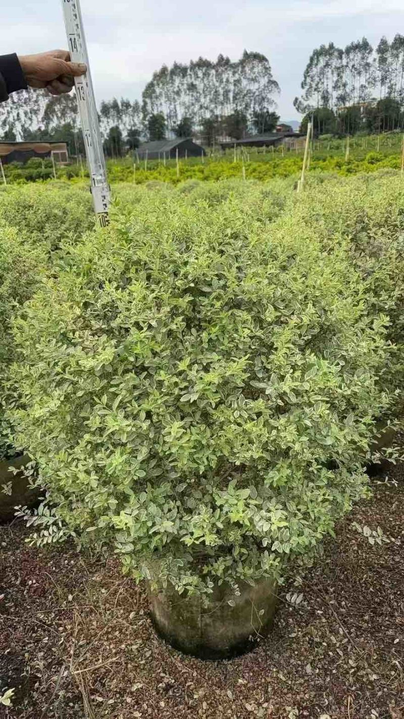 花叶女贞球50-150高，基地直销，一手货源，大量低价出售