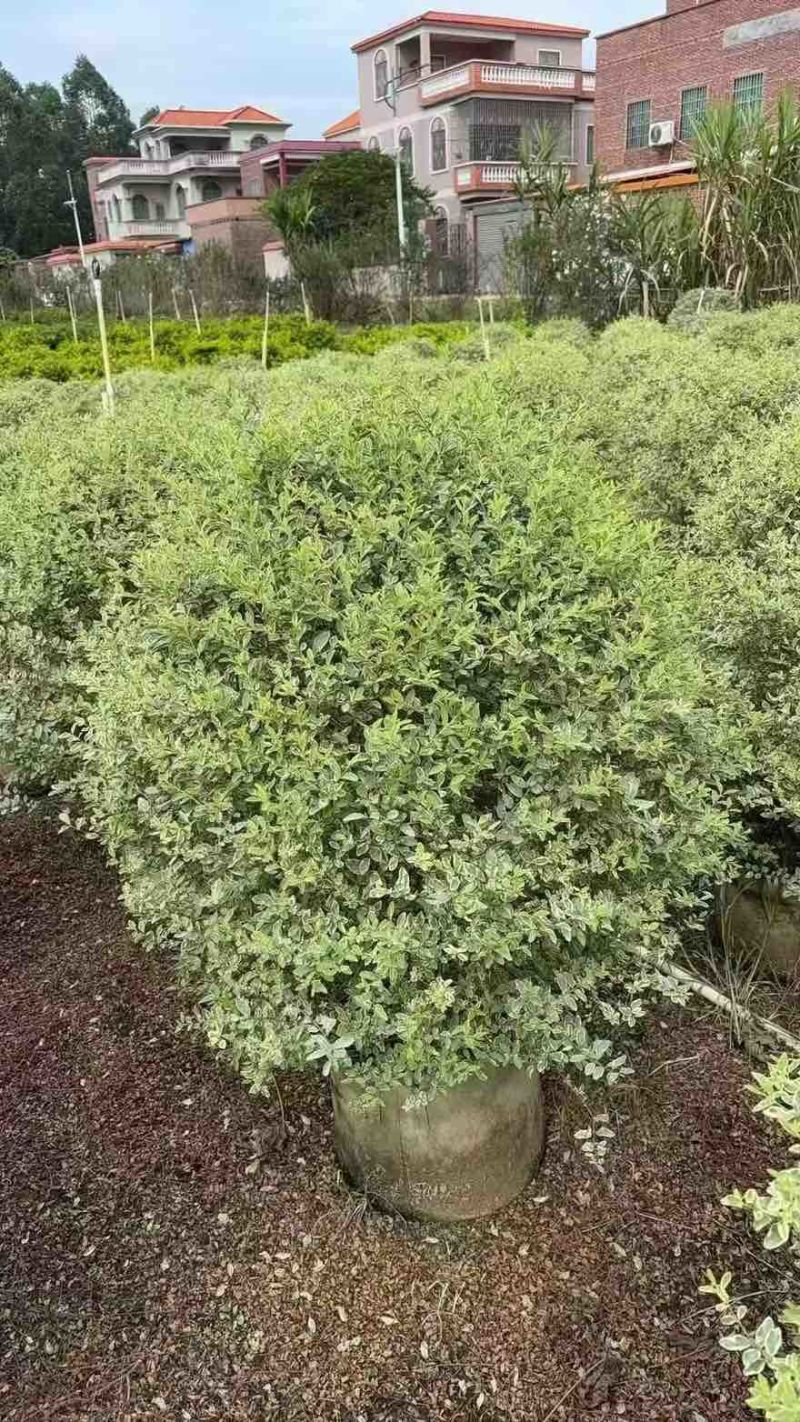 花叶女贞球50-150高，基地直销，一手货源，大量低价出售