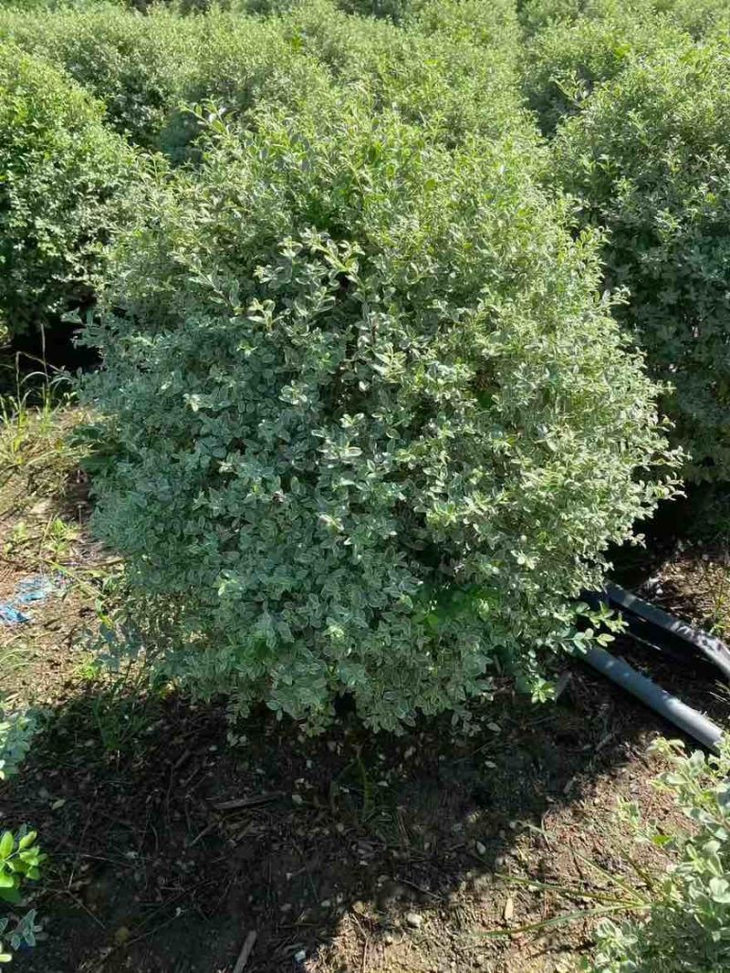 花叶女贞球50-150高，基地直销，一手货源，大量低价出售