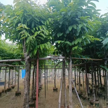 大叶紫薇骨架8-18分，基地直销，一手货源，各种规格大量出售