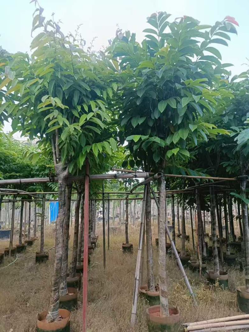 大叶紫薇骨架8-18分，基地直销，一手货源，各种规格大量出售