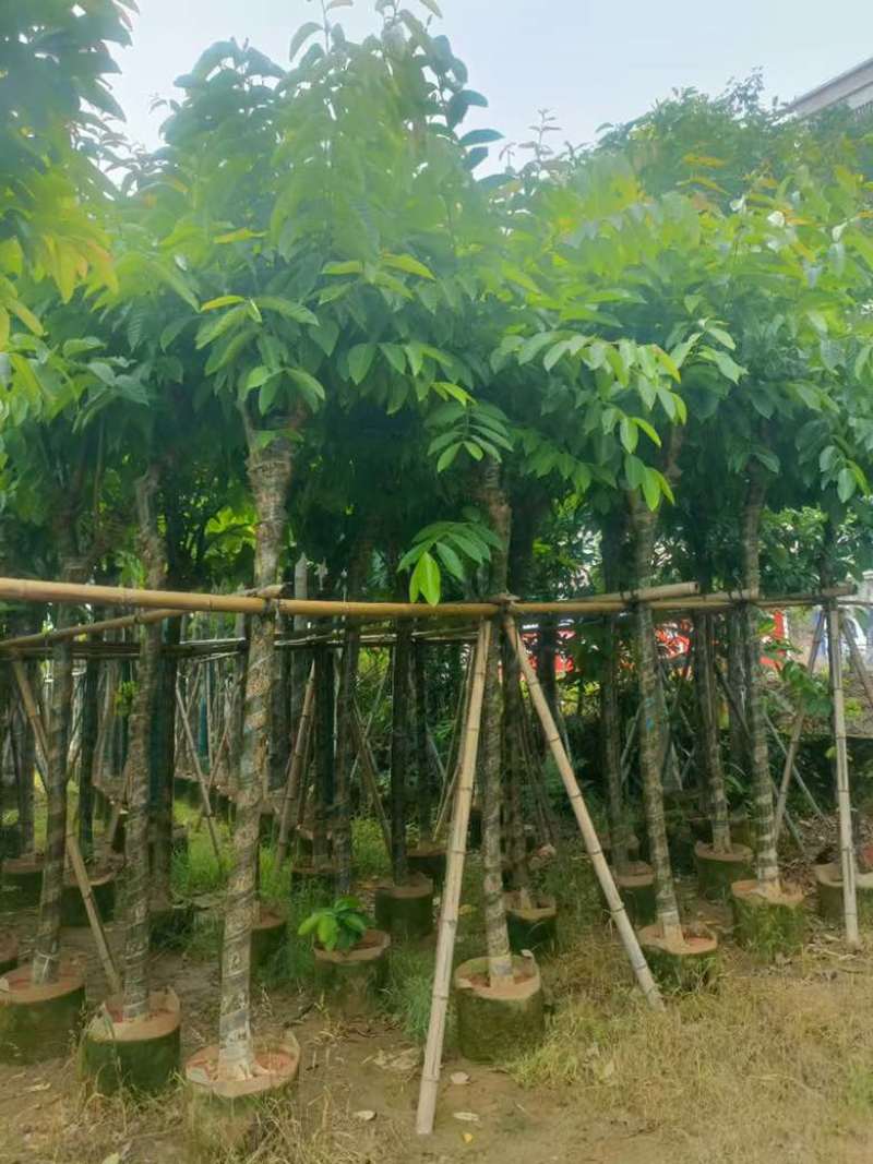 大叶紫薇骨架8-18分，基地直销，一手货源，各种规格大量出售