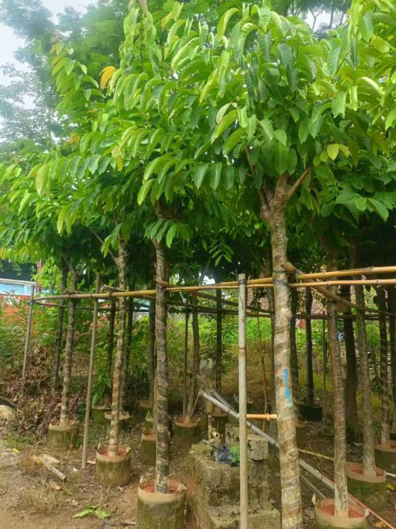 大叶紫薇骨架8-18分，基地直销，一手货源，各种规格大量出售