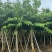 大叶紫薇骨架8-18分，基地直销，一手货源，各种规格大量出售