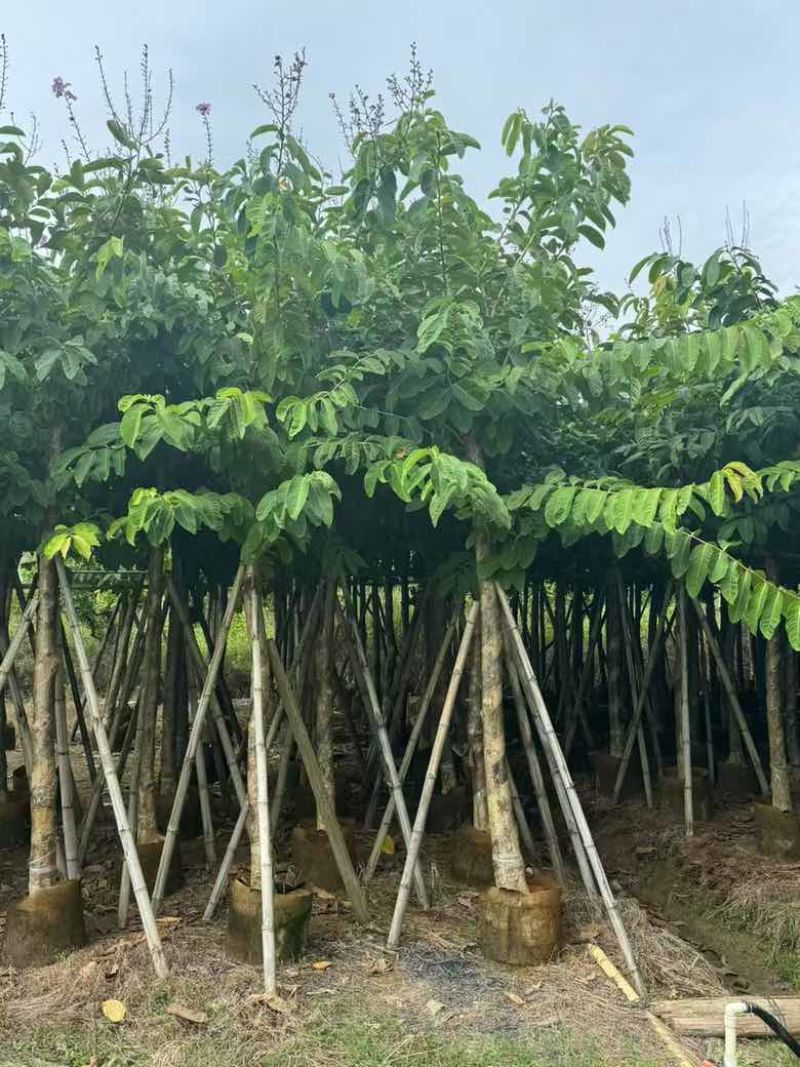 大叶紫薇骨架8-18分，基地直销，一手货源，各种规格大量出售