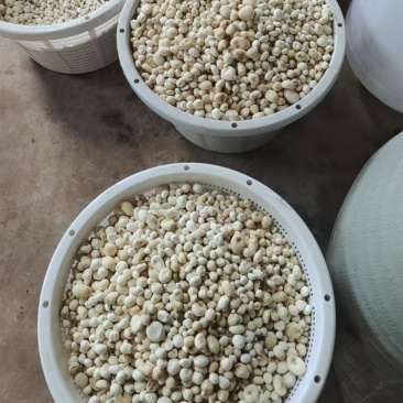 半夏20吨