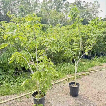 黄花梨树绿植盆栽，高度150-220cm