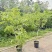 黄花梨树绿植盆栽，高度150-220cm