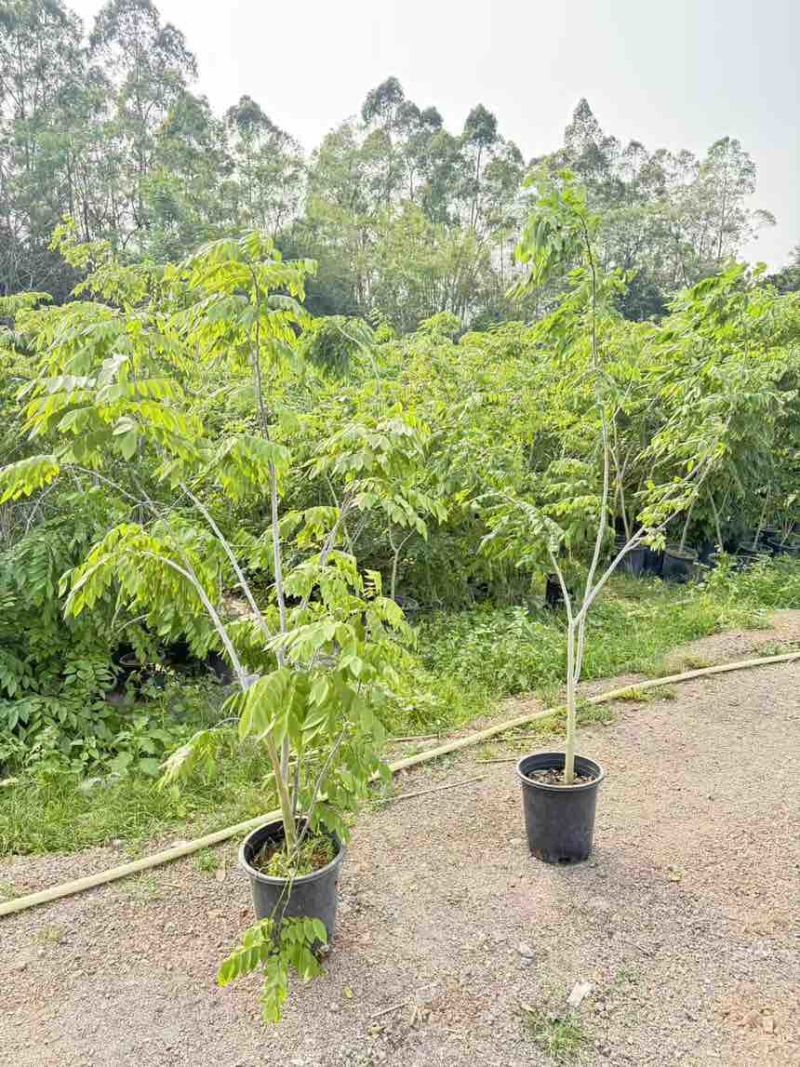 黄花梨树绿植盆栽，高度150-220cm
