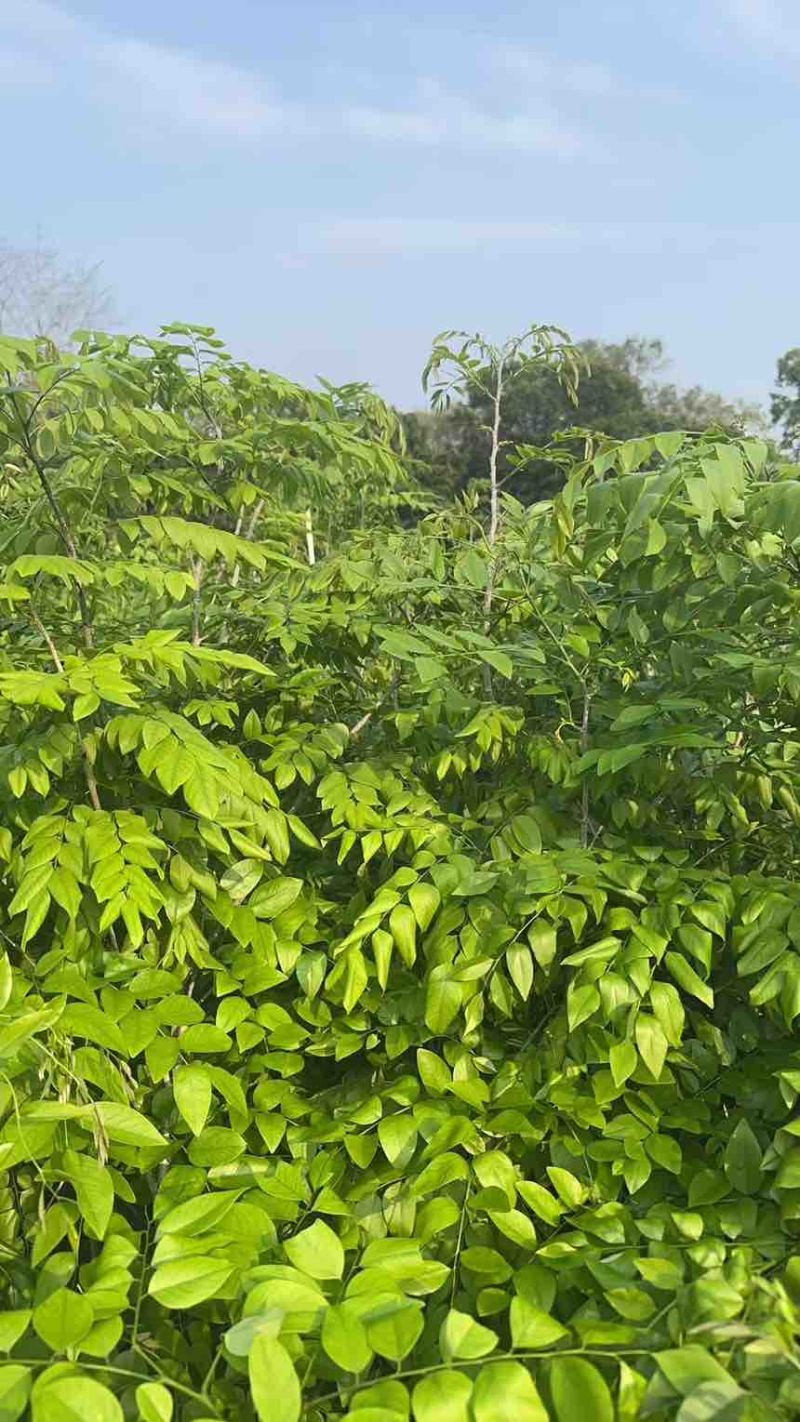 黄花梨树绿植盆栽，高度150-220cm