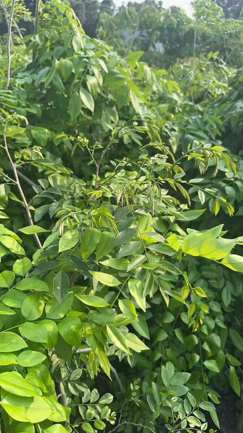 黄花梨树绿植盆栽，高度150-220cm
