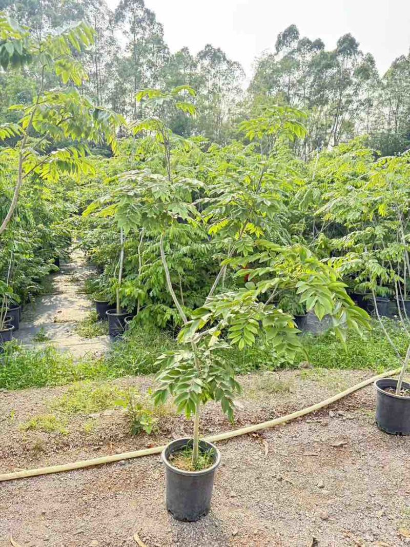黄花梨树绿植盆栽，高度150-220cm