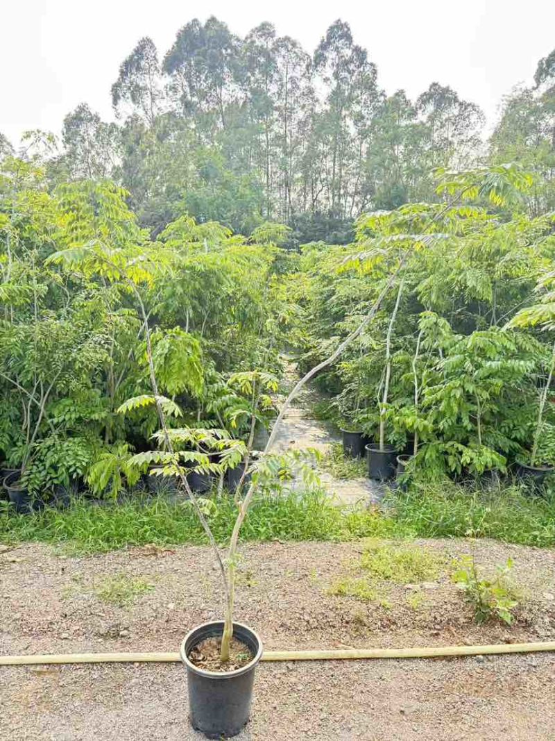 黄花梨树绿植盆栽，高度150-220cm