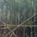 落羽杉（水杉）3-25分，基地直销，大量低价出售，欢迎选购