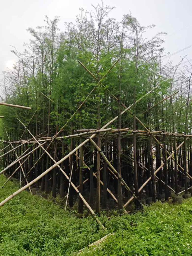 落羽杉（水杉）3-25分，基地直销，大量低价出售，欢迎选购