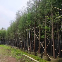 落羽杉（水杉）3-25分，基地直销，大量低价出售，欢迎选购