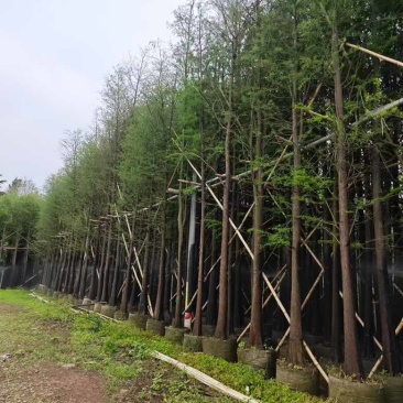 落羽杉（水杉）3-25分，基地直销，大量低价出售，欢迎选购