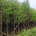 落羽杉（水杉）3-25分，基地直销，大量低价出售，欢迎选购