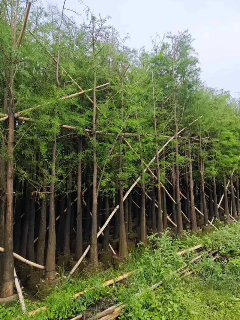 落羽杉（水杉）3-25分，基地直销，大量低价出售，欢迎选购