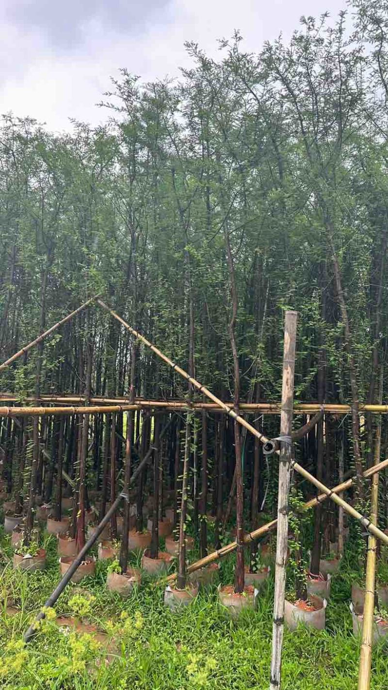 落羽杉（水杉）3-25分，基地直销，大量低价出售，欢迎选购