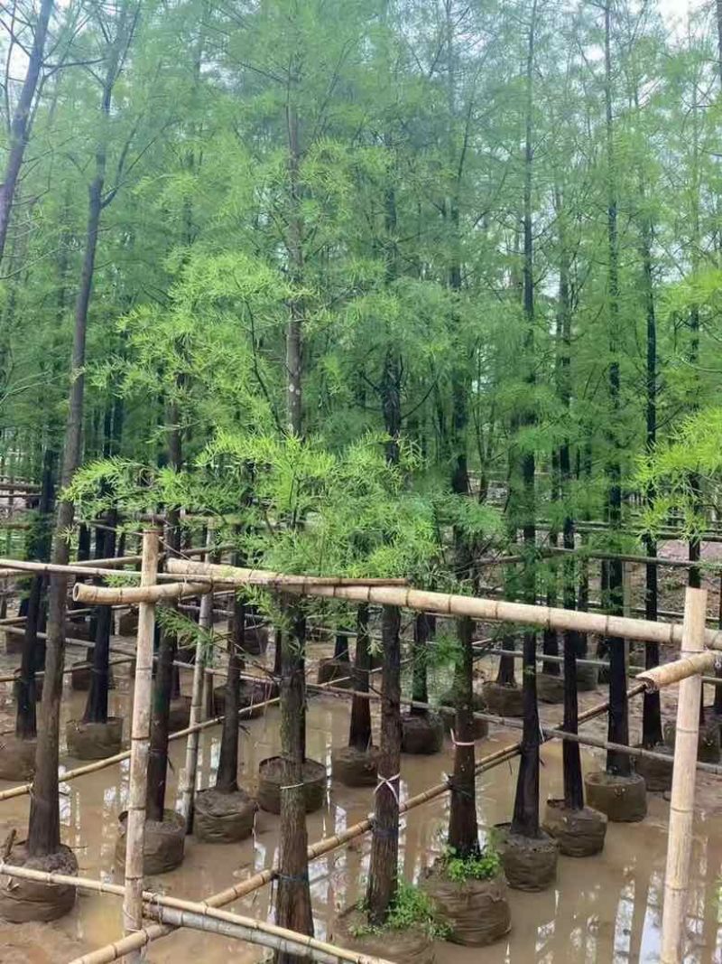 落羽杉（水杉）3-25分，基地直销，大量低价出售，欢迎选购