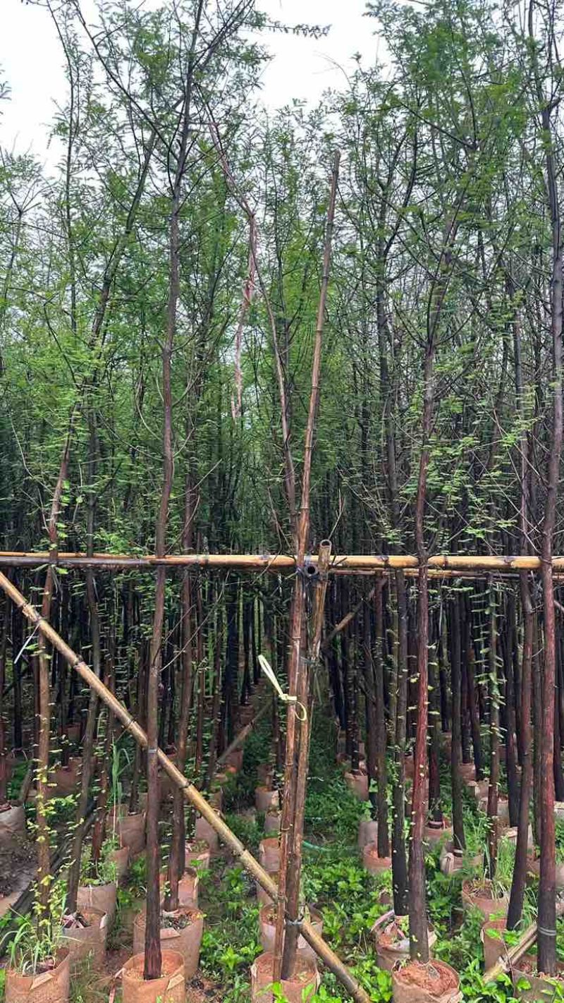 落羽杉（水杉）3-25分，基地直销，大量低价出售，欢迎选购