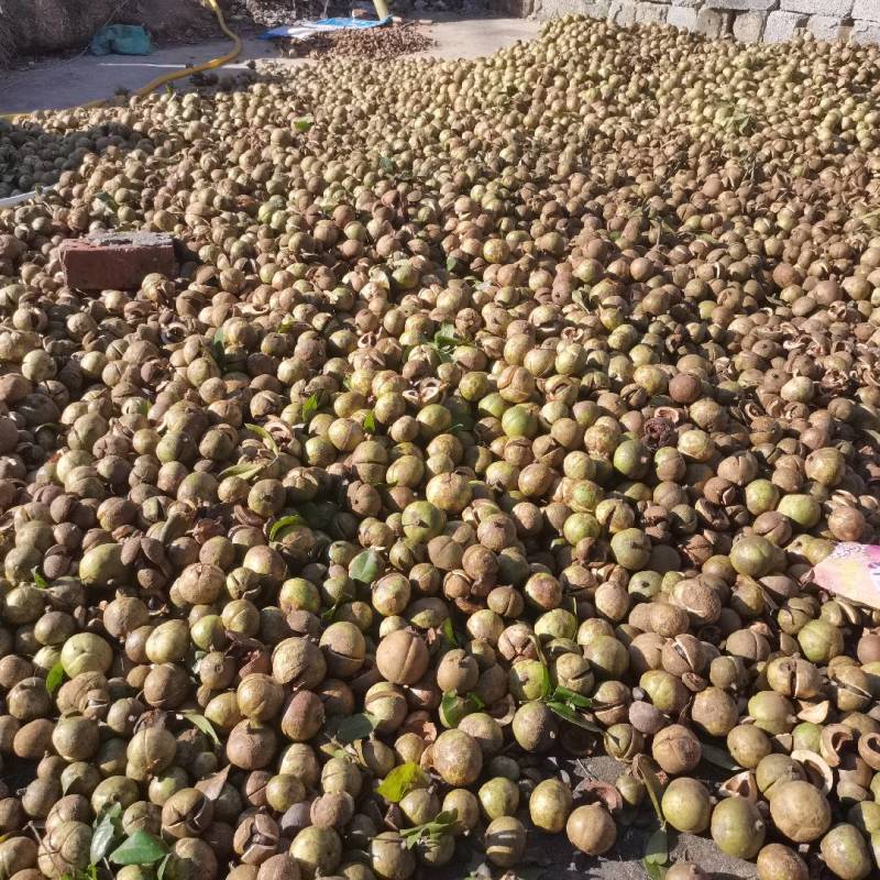 本地的山茶油