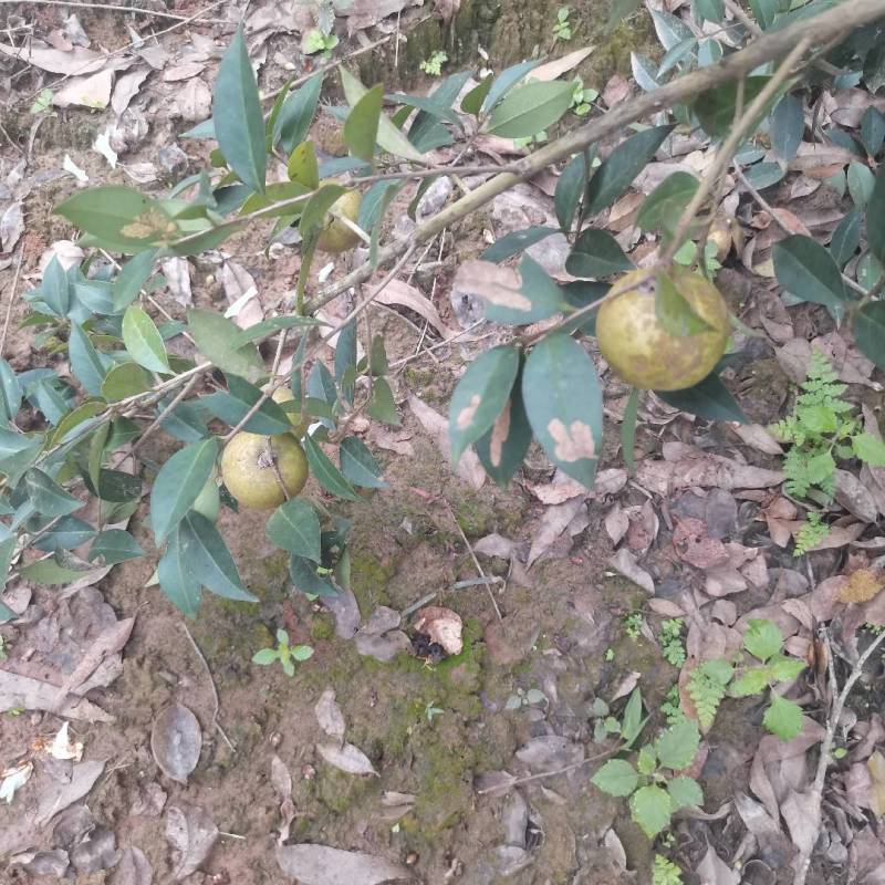 本地的山茶油
