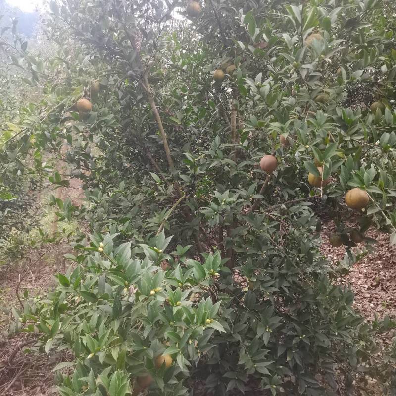 本地的山茶油