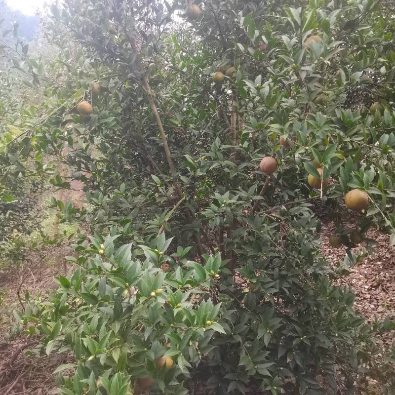 本地的山茶油