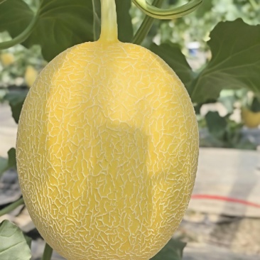 黄金瓜，微裂瓜，优级瓜