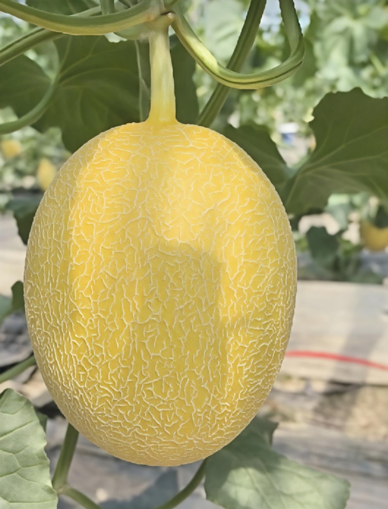 黄金瓜，微裂瓜，优级瓜