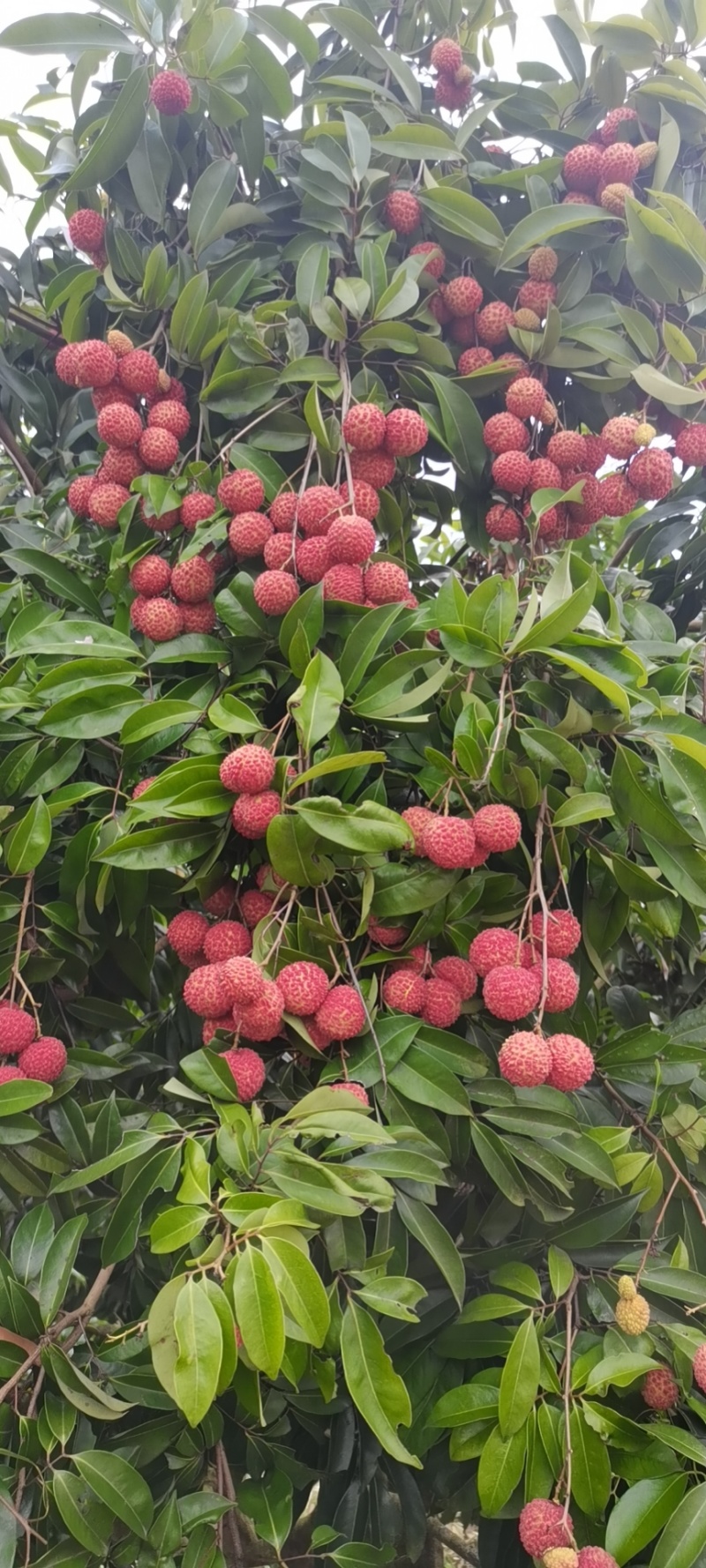荔枝