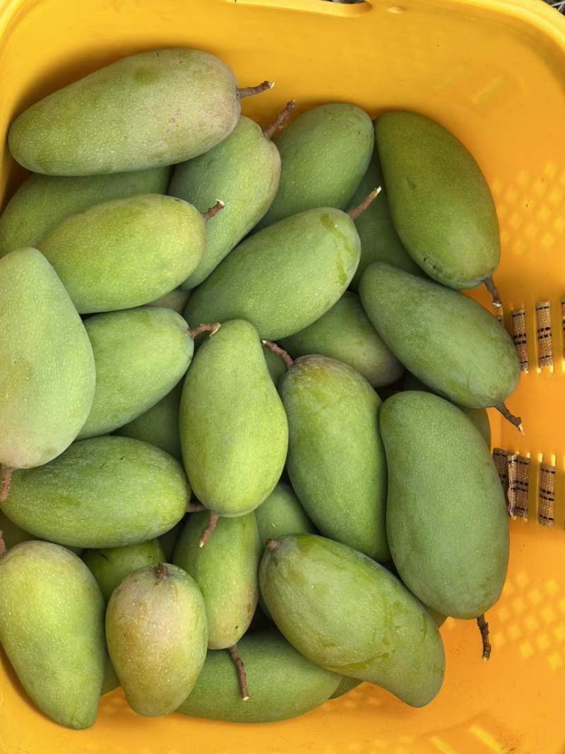 云南金芒