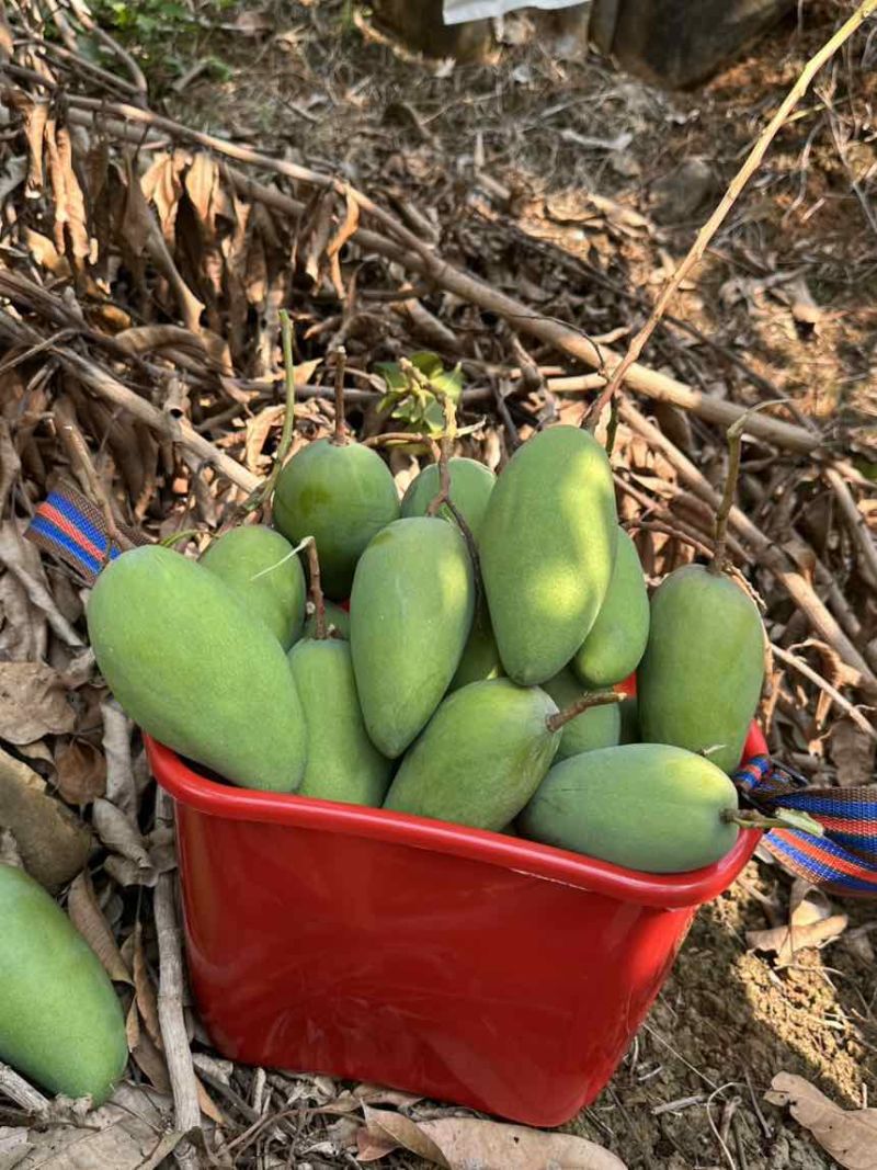 云南金芒