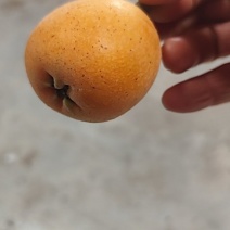 枇杷