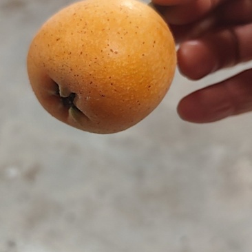 枇杷