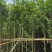 水衫3-25分，基地直销，一手货源，大量现货出售，欢迎选购