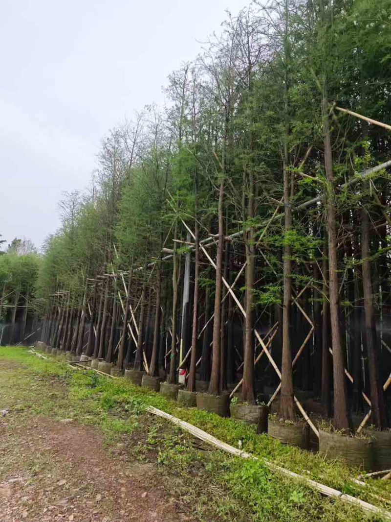 水衫3-25分，基地直销，一手货源，大量现货出售，欢迎选购