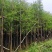 水衫3-25分，基地直销，一手货源，大量低价出售，欢迎选购