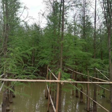 水衫3-25分，基地直销，一手货源，大量低价出售，欢迎选购